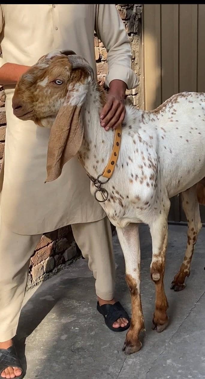 cheena bakra 2