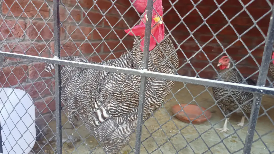 Plymouth Males Healthy — photo 2