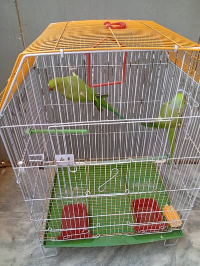 Green Ringneck