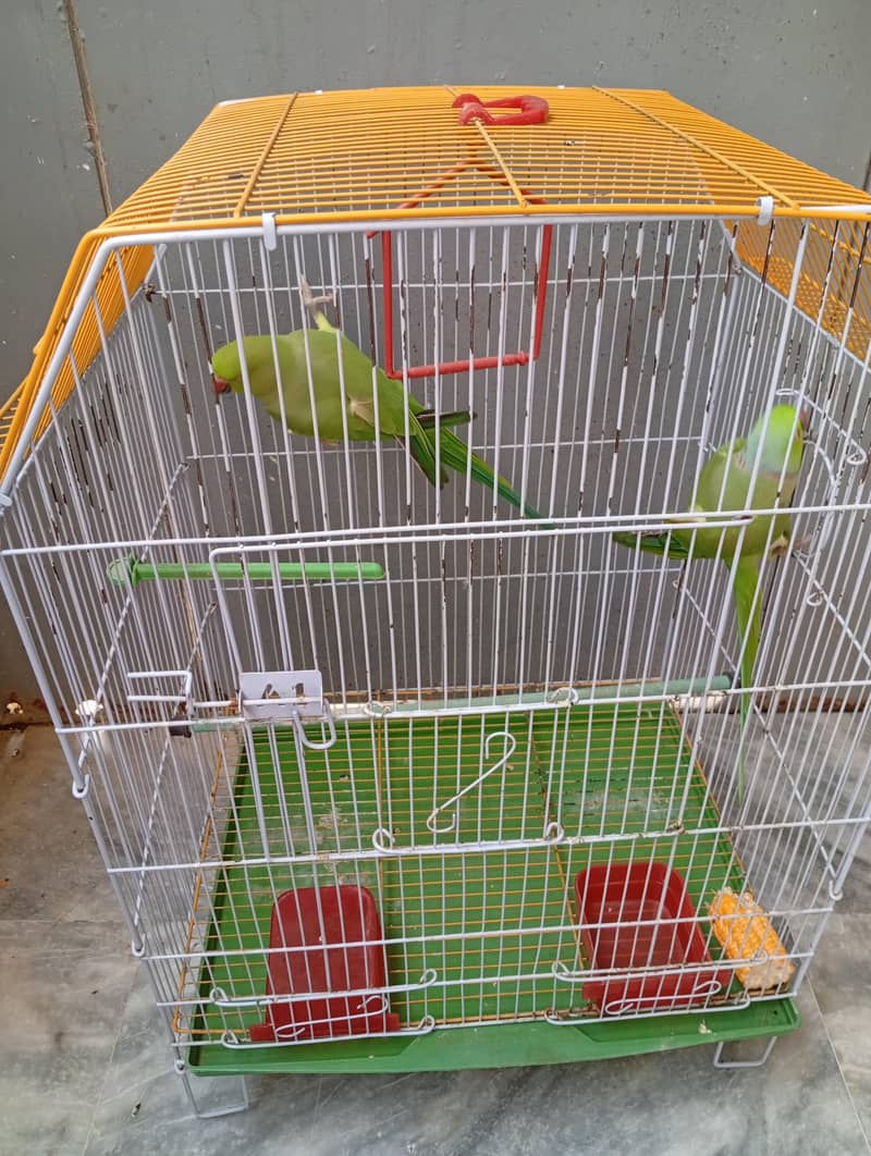 Green Ringneck 0