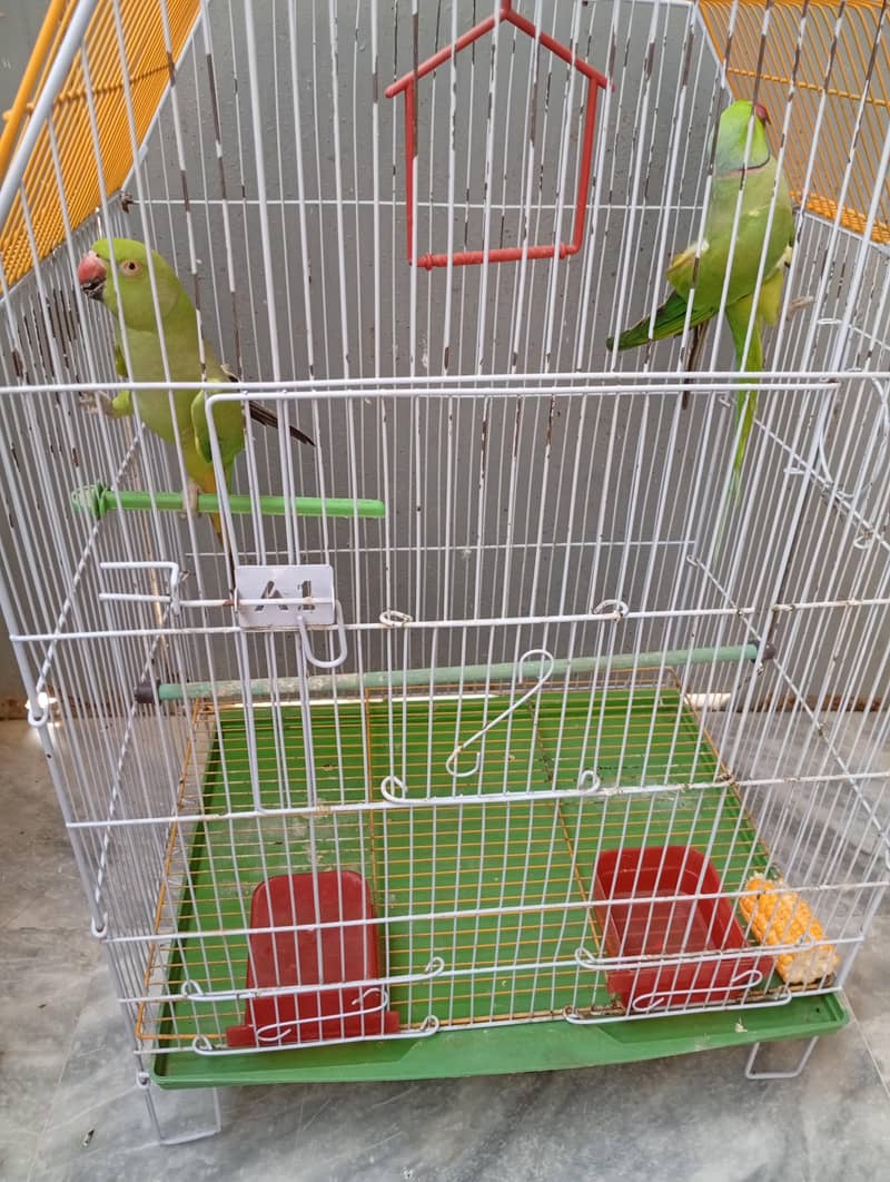 Green Ringneck 1