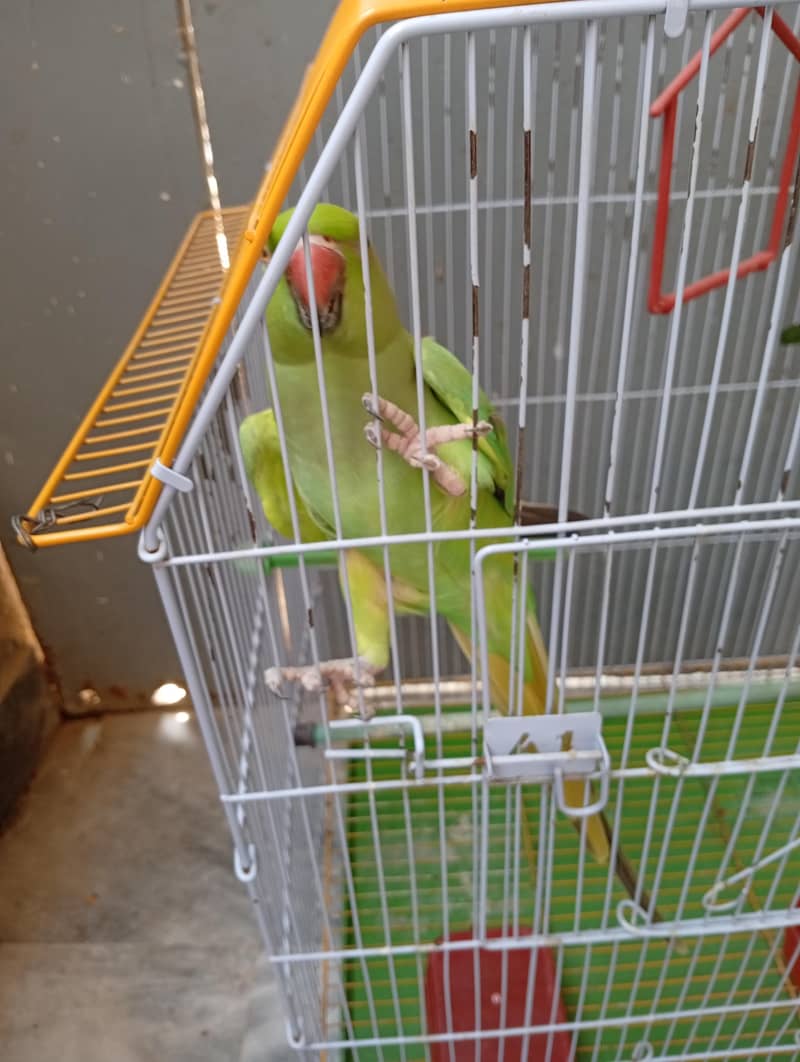 Green Ringneck 2