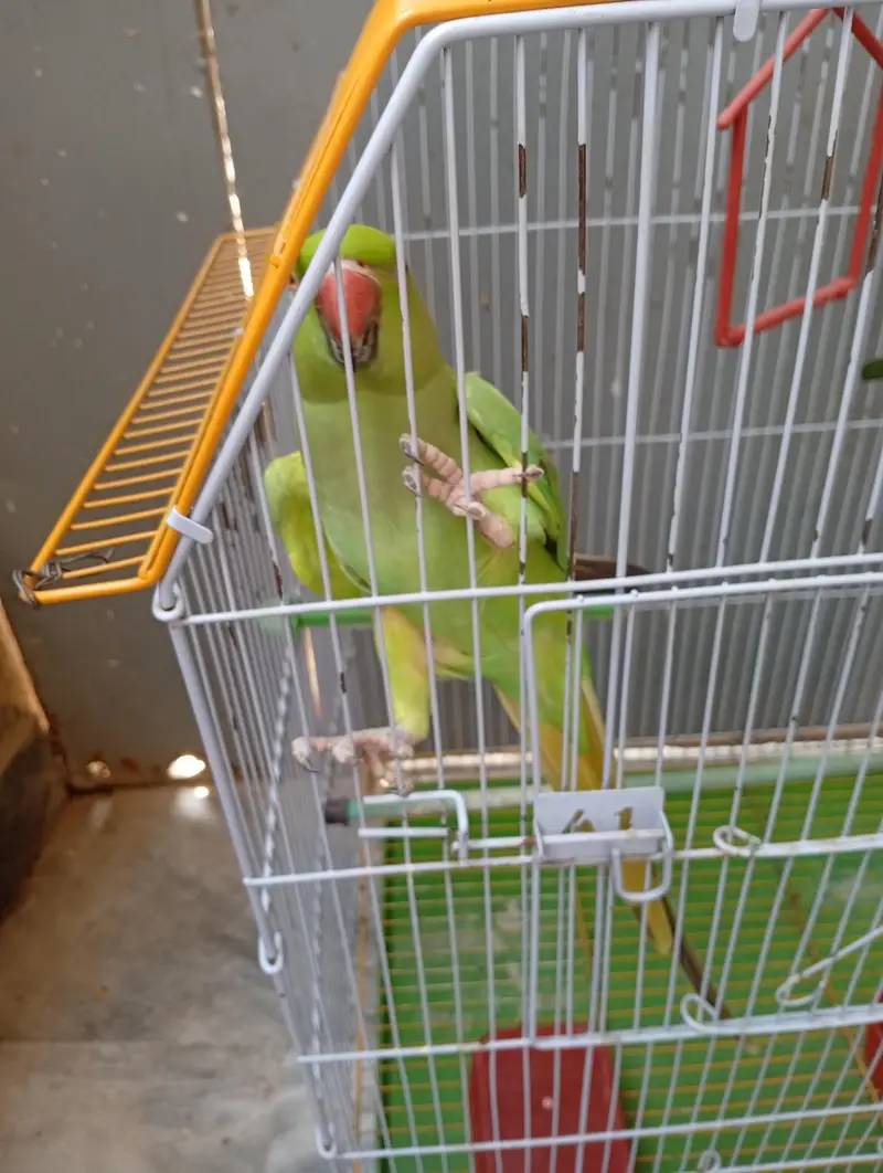 Green Ringneck — photo 3