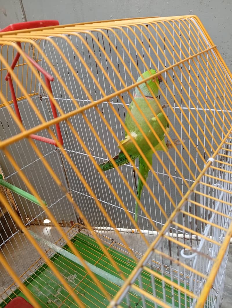 Green Ringneck 3