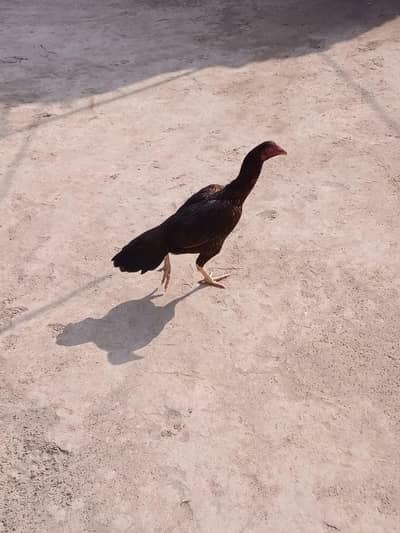 aseel murghi ( hen )