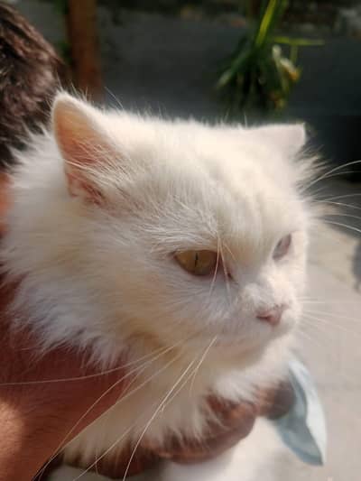 Odd eyes(Blue+yellow) female colour white
