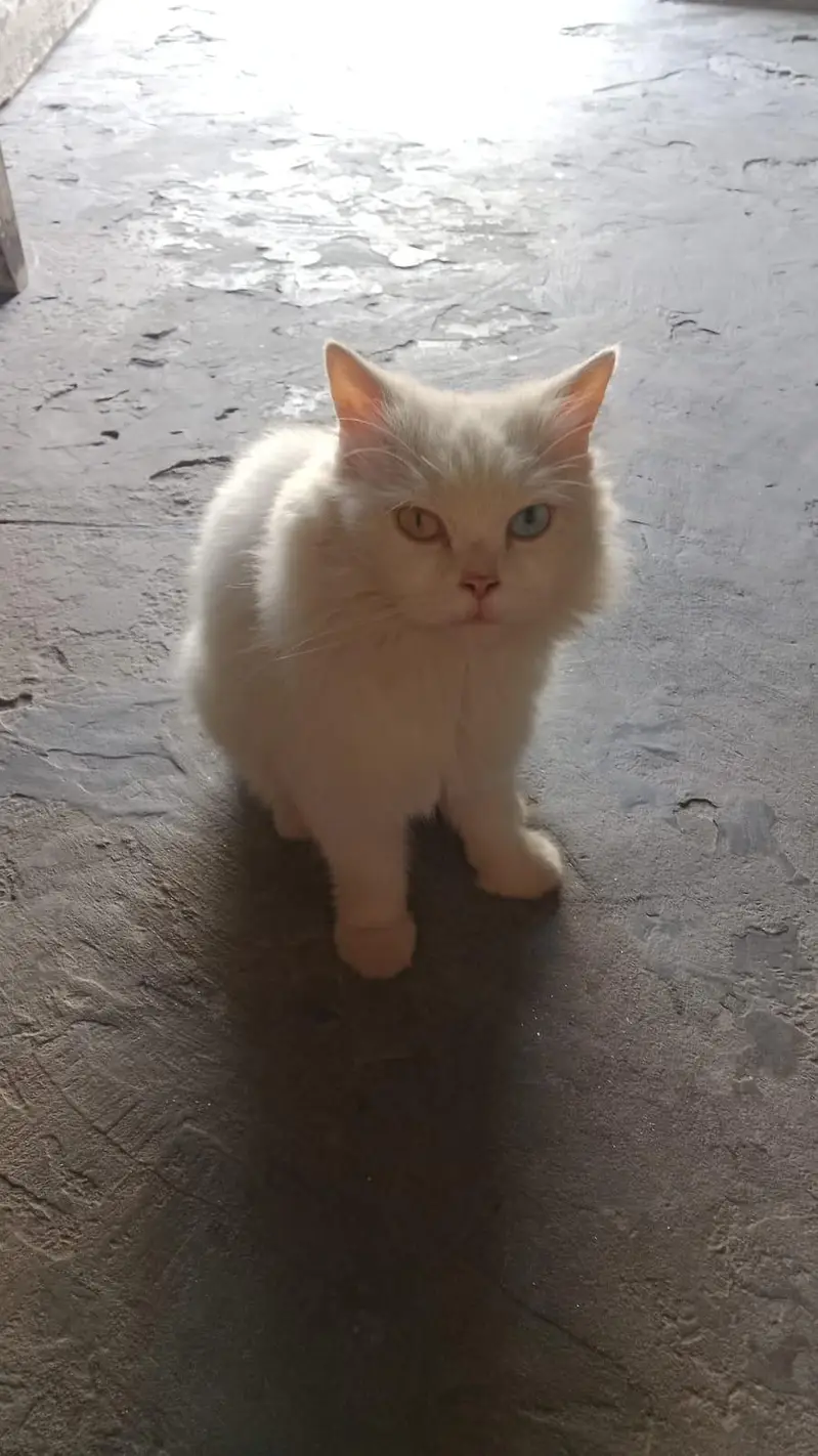 Odd eyes(Blue+yellow) female colour white — photo 5