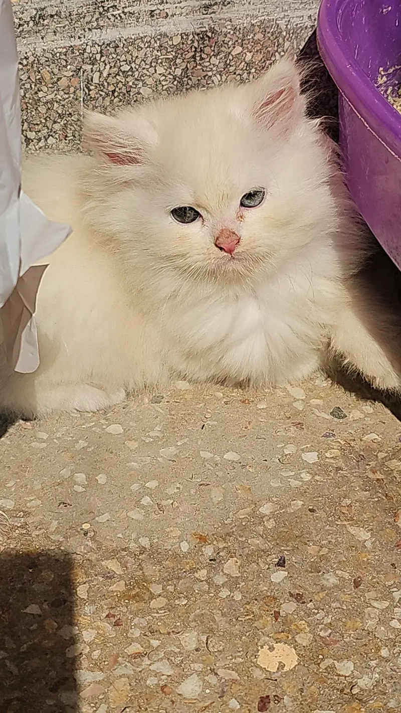 Cute & Healthy Purebred Persian Kittens Available for Loving Homes — photo 3