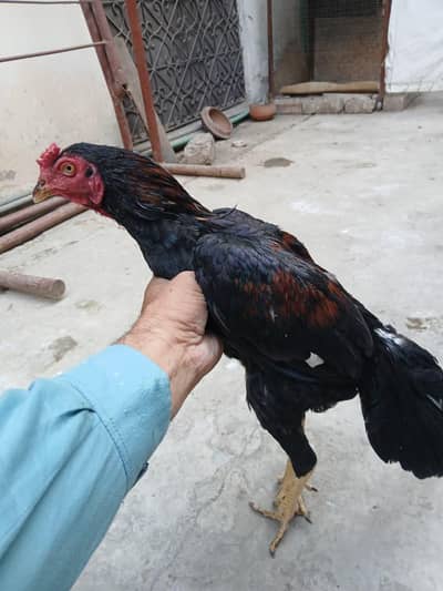 mianwali Aseel premium quality