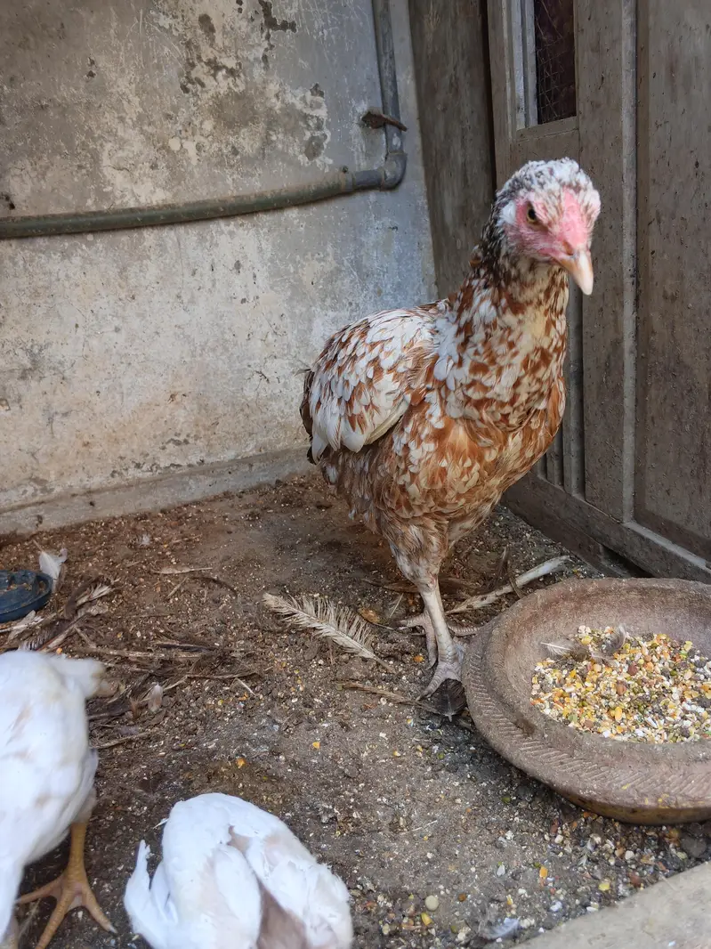 Mianwali Aseel Nasal — photo 4
