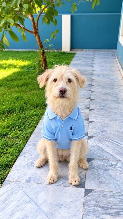 clean white russian dog for urgent sale