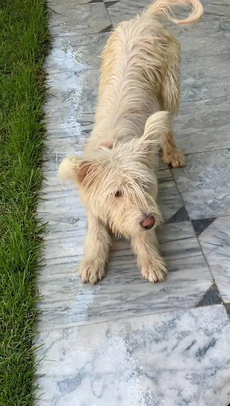 clean white russian dog for urgent sale — photo 2