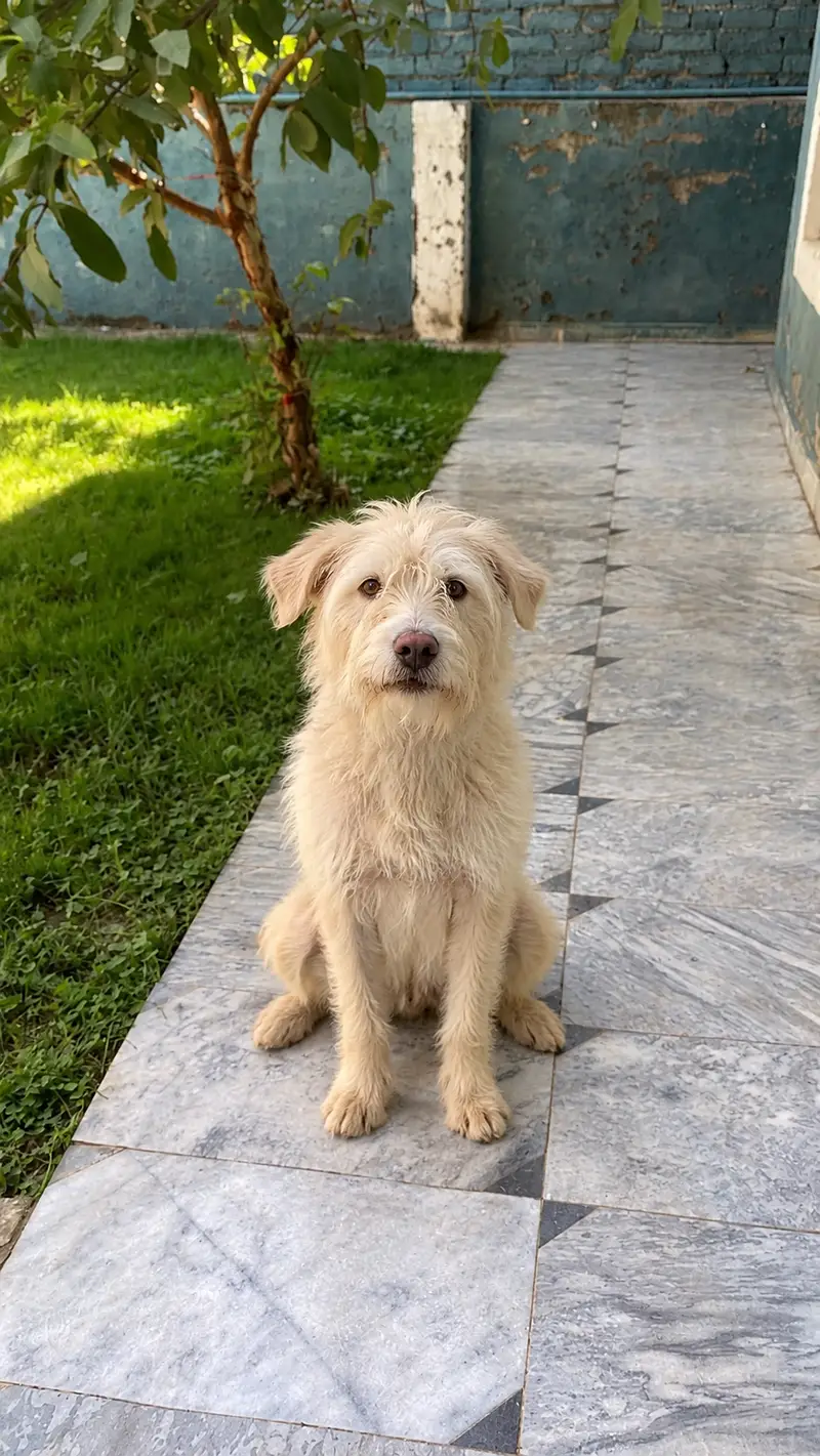 clean white russian dog for urgent sale — photo 3
