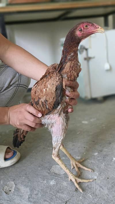 shamoo/female/pathi/hens/murgi/murghi/eggs