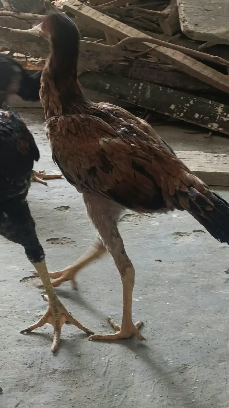 shamoo/female/pathi/hens/murgi/murghi/eggs — photo 6