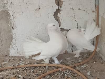 kabutar for sale