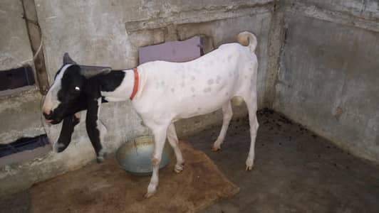 Bakra Puanjab Nasal