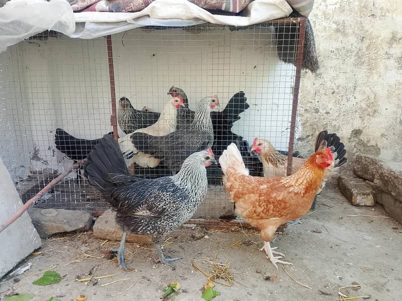 eggs laying hens 0