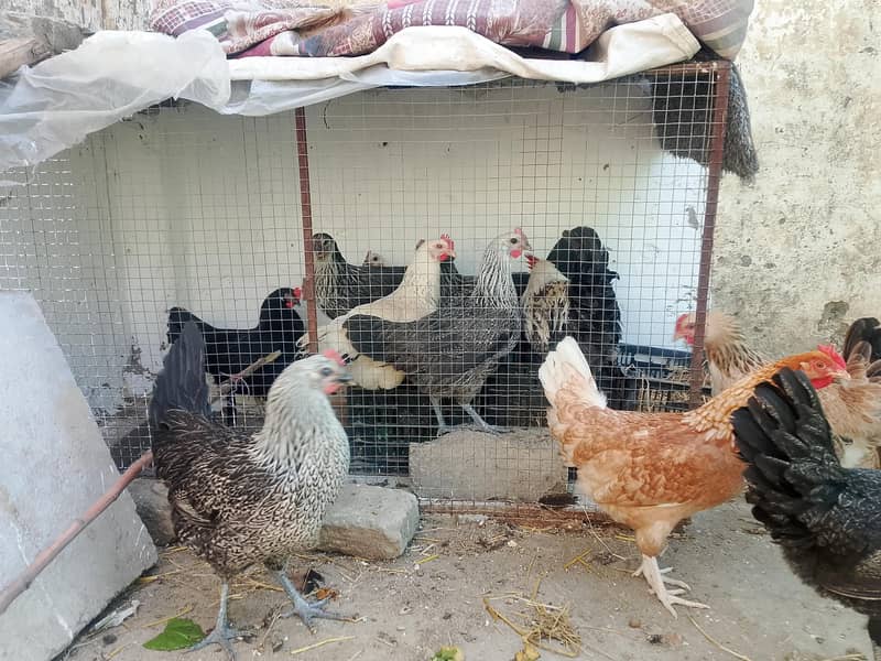 eggs laying hens 1