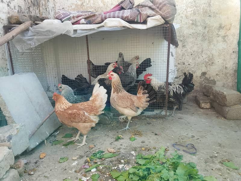 eggs laying hens 2