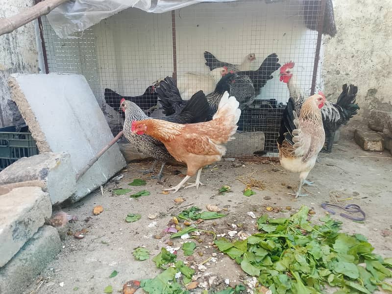 eggs laying hens 3