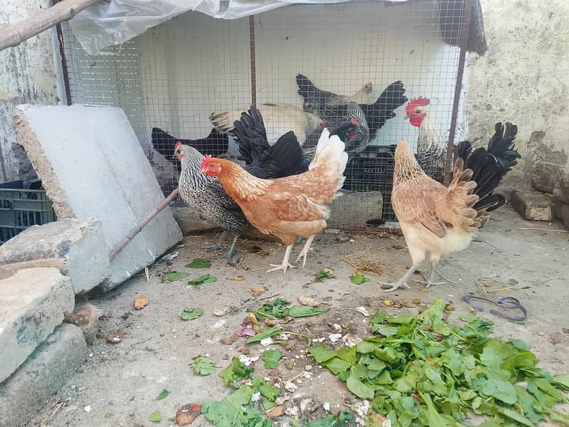 eggs laying hens 4