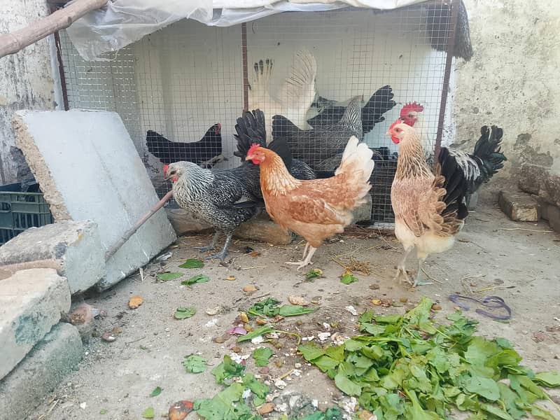 eggs laying hens 5