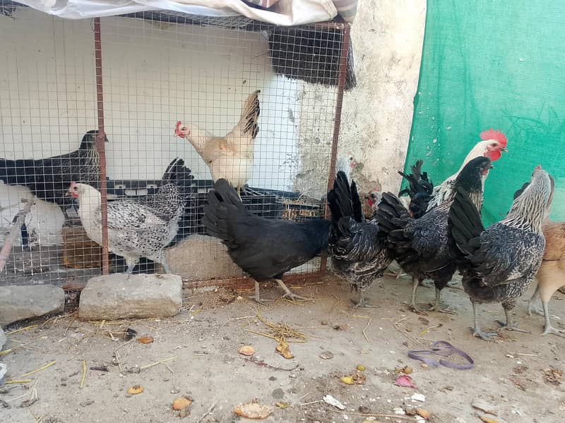 eggs laying hens 6