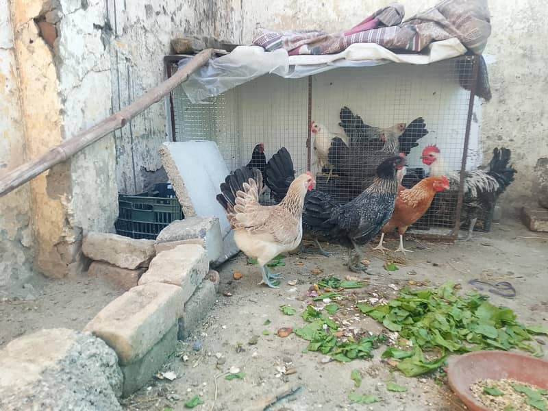 eggs laying hens 7