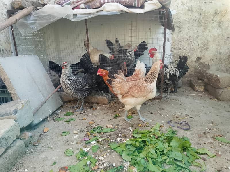 eggs laying hens 8