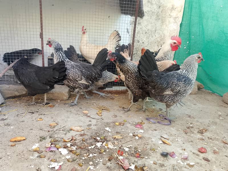 eggs laying hens 9