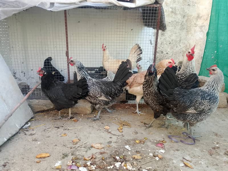 eggs laying hens 10