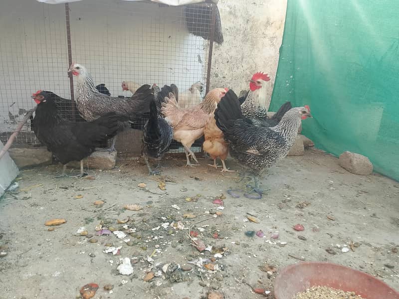eggs laying hens 11