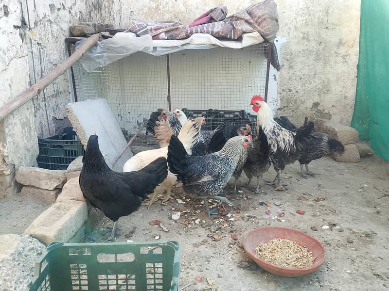 eggs laying hens 12