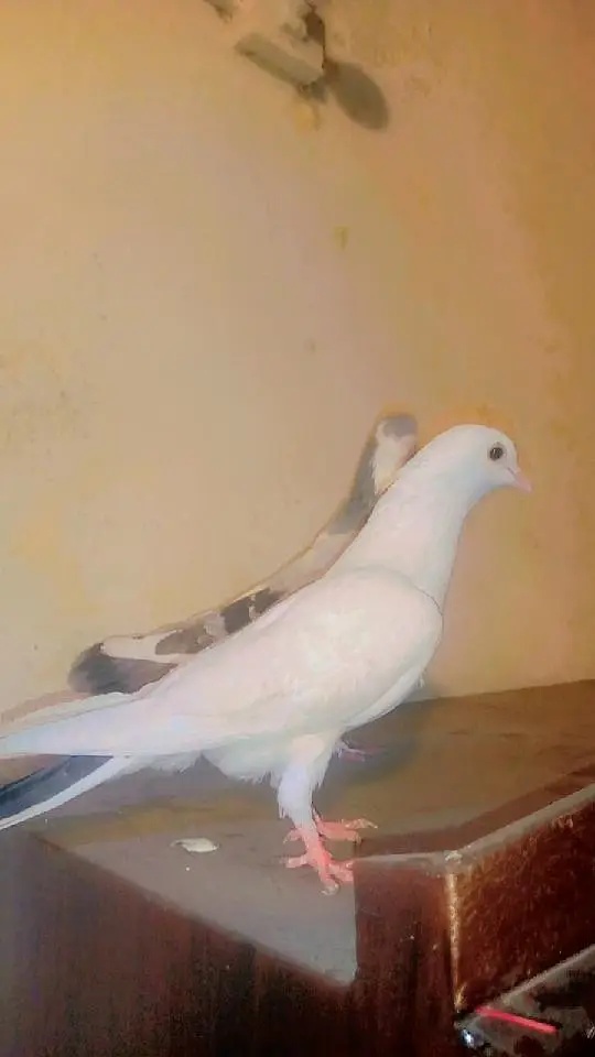 shrazi kabootr top quickly uneeck color — photo 3