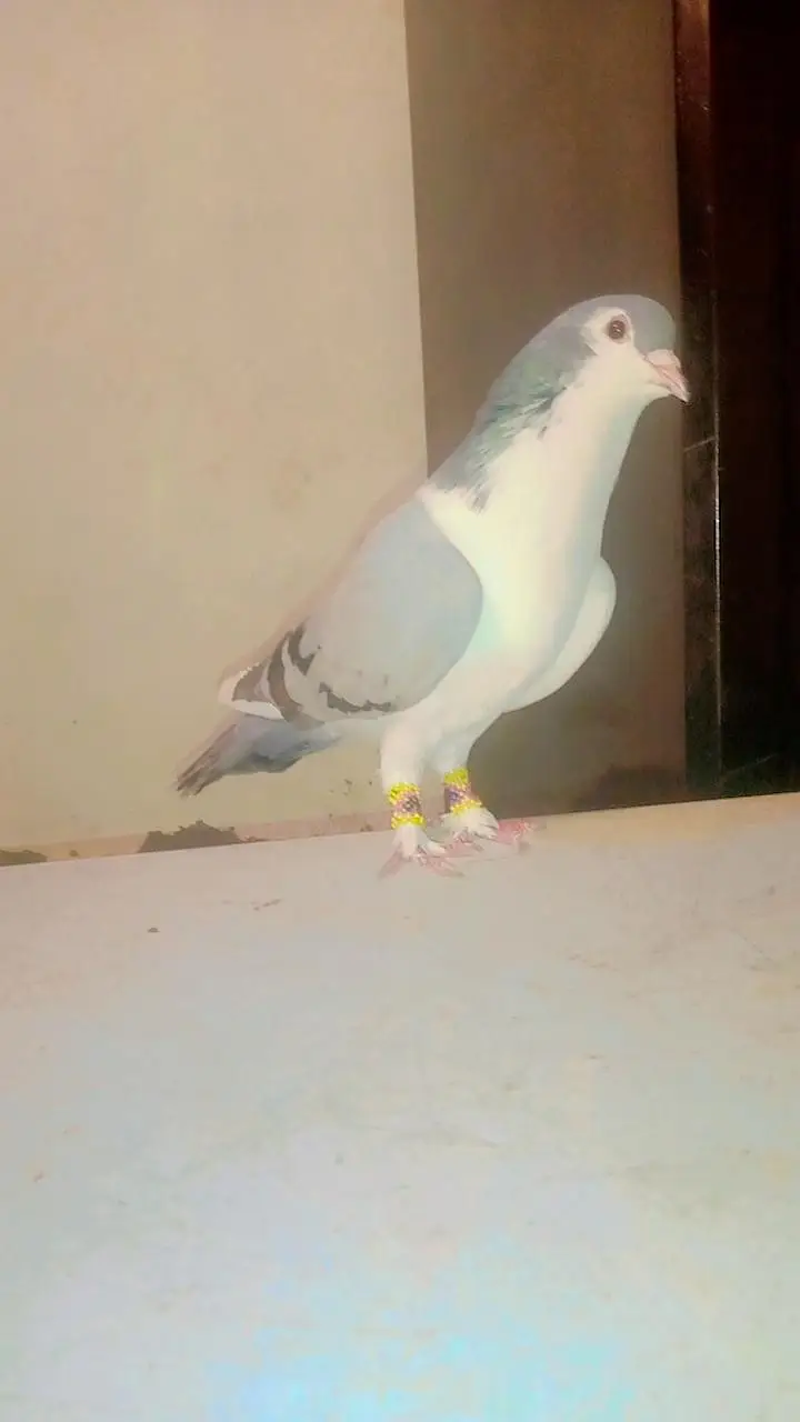 shrazi kabootr top quickly uneeck color — photo 4