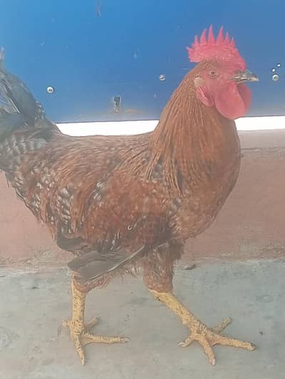 Ghar ka Pala Desi Mugha For Sale