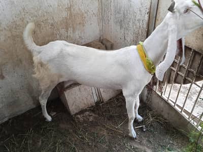 6 dant bakri