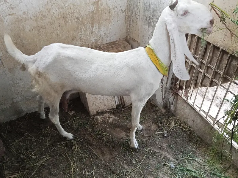 6 dant bakri — photo 2