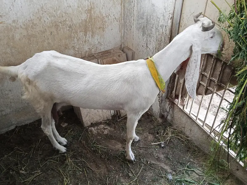 6 dant bakri — photo 3