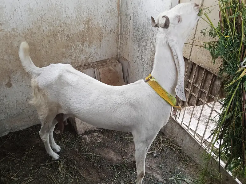 6 dant bakri — photo 4