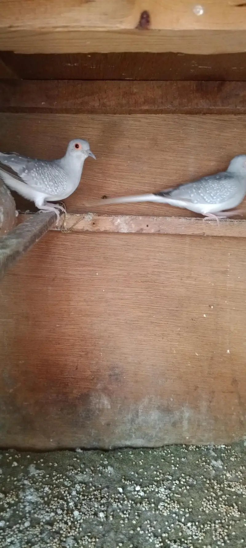 doves