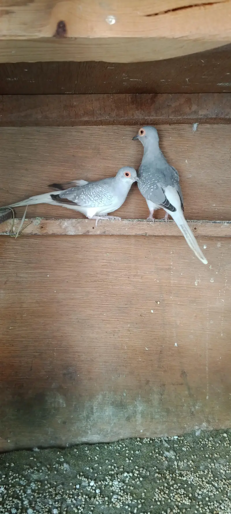 doves — photo 2