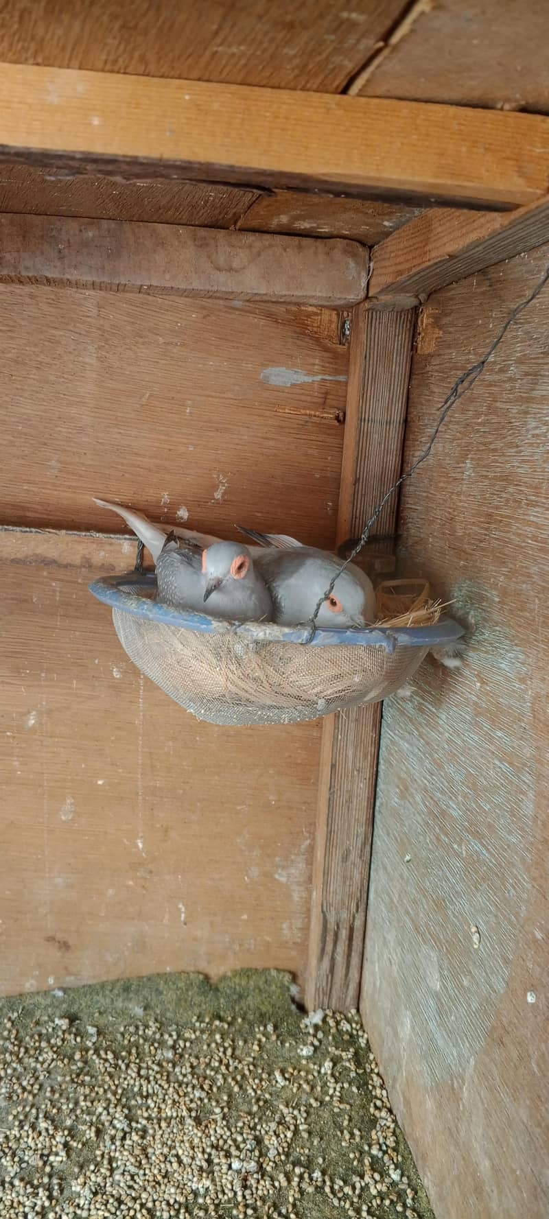 doves 2