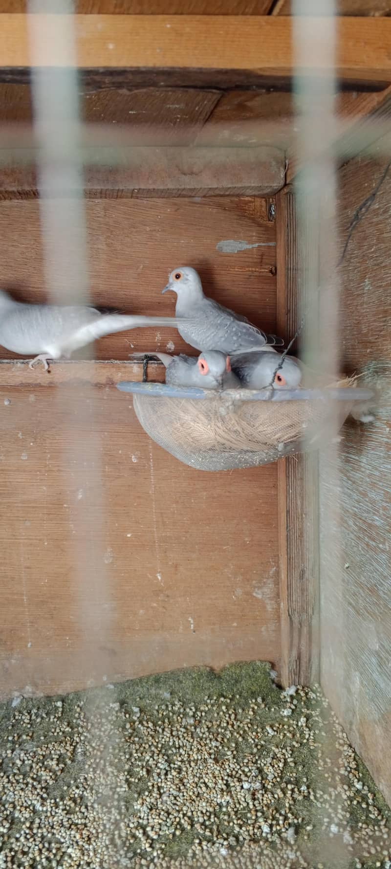 doves 3
