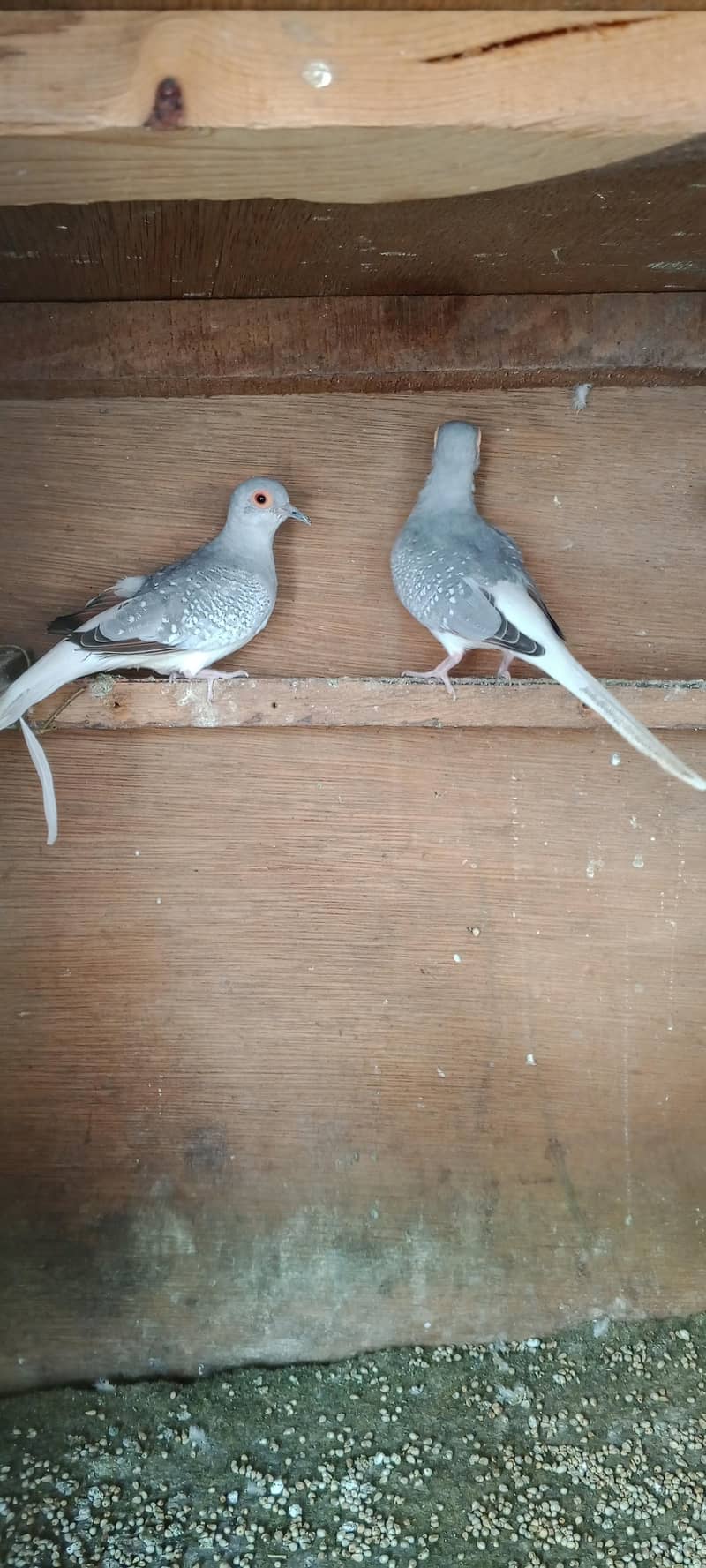 doves 4
