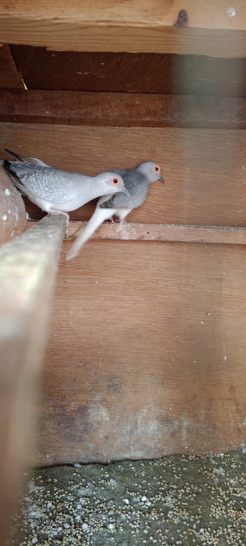 doves 5