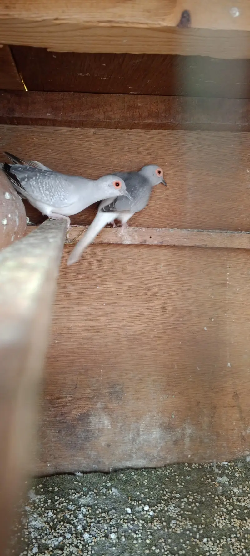 doves — photo 6