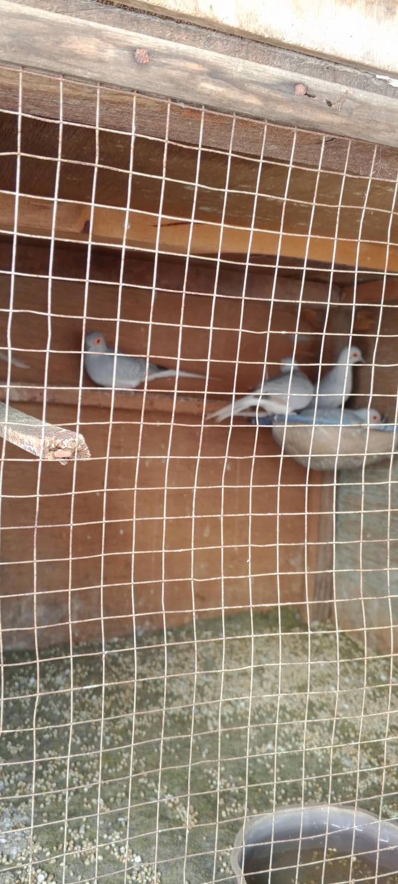 doves 6