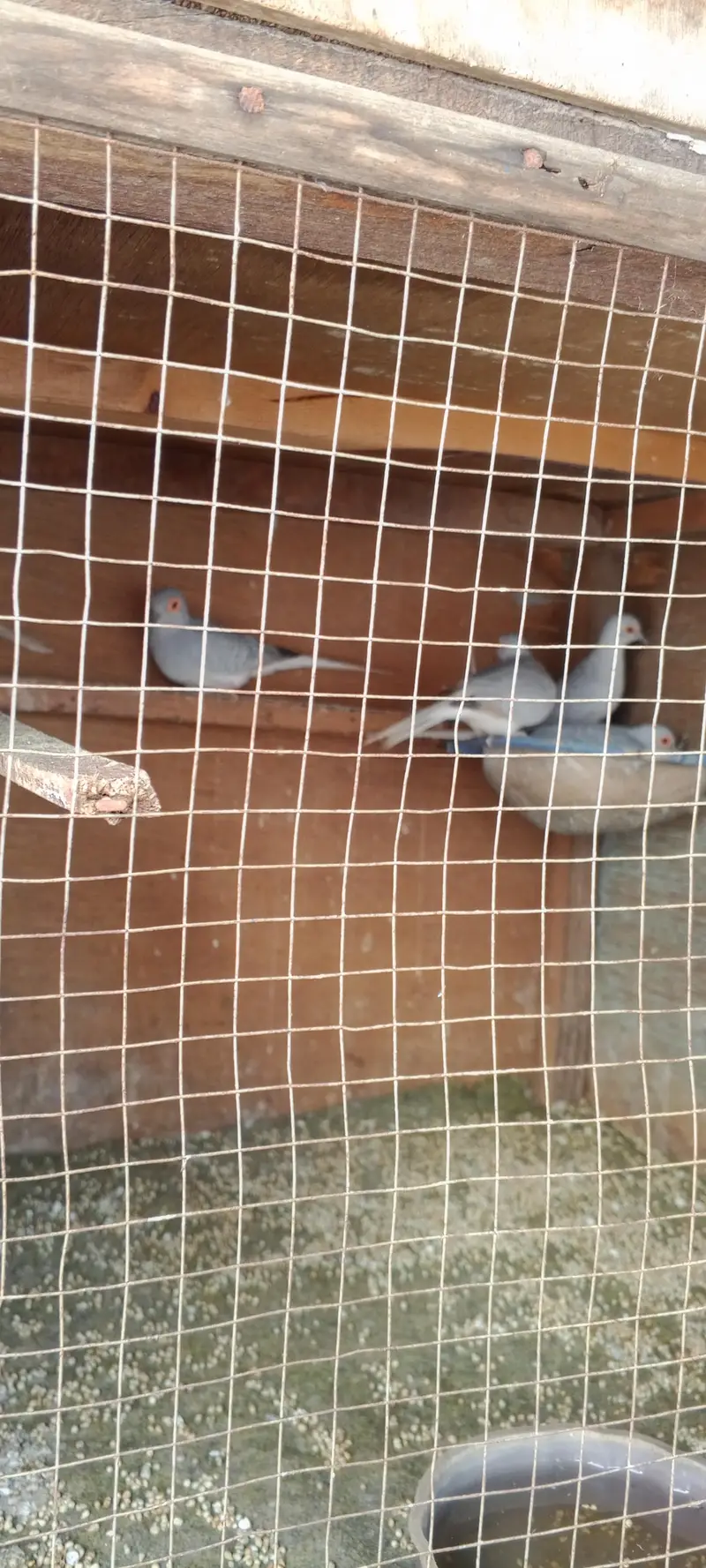 doves — photo 7